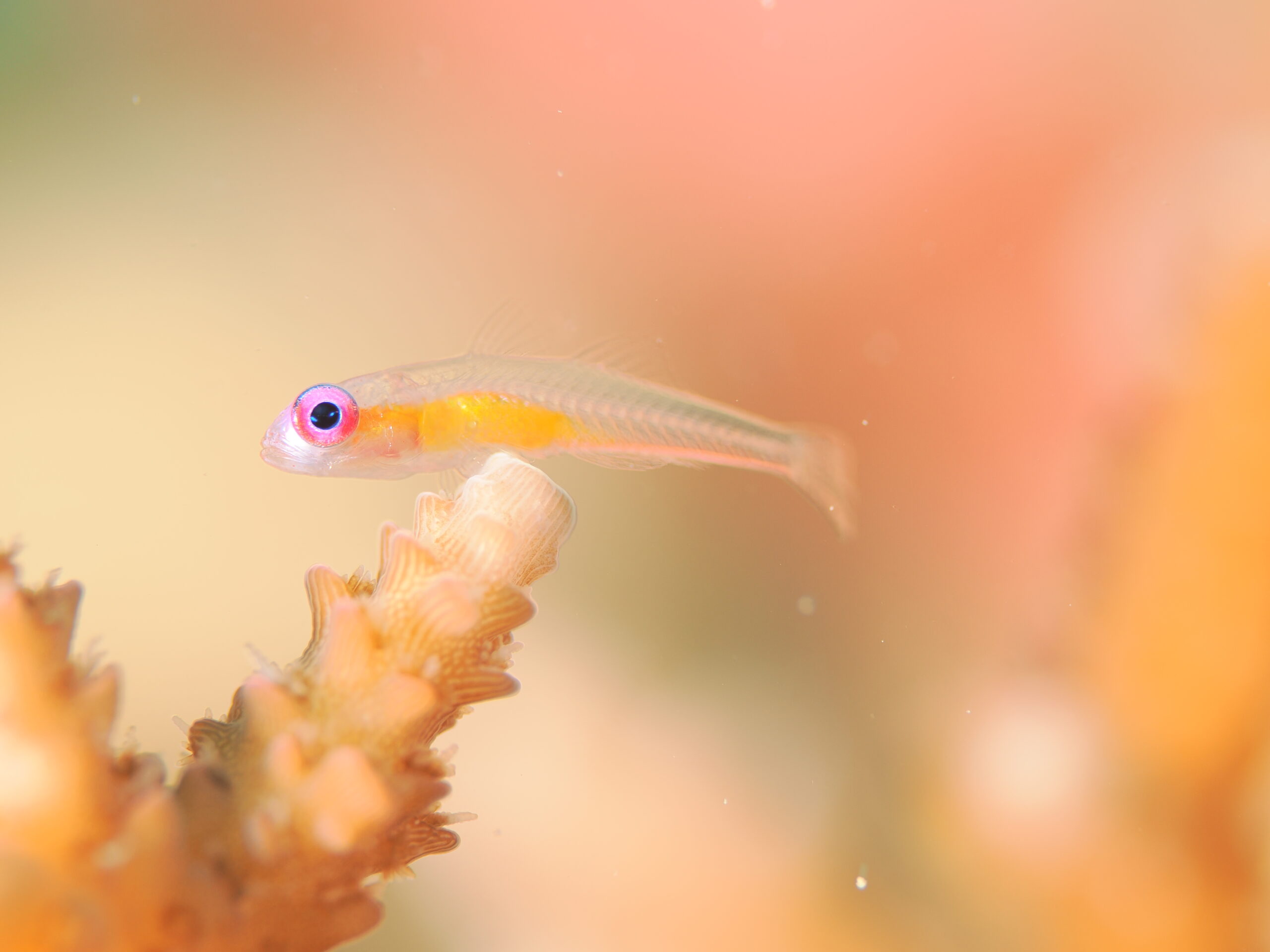 なんでも見れるぞイリオモテPart1